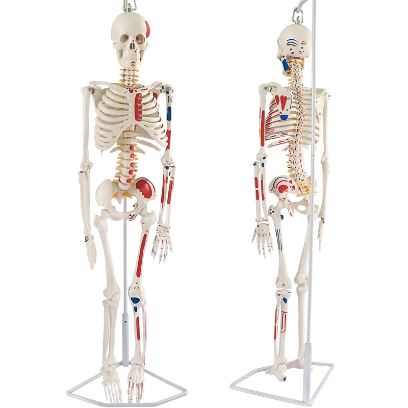 85cm 170cm human skeleton removable medical whole body skeleton with muscle anatomy model