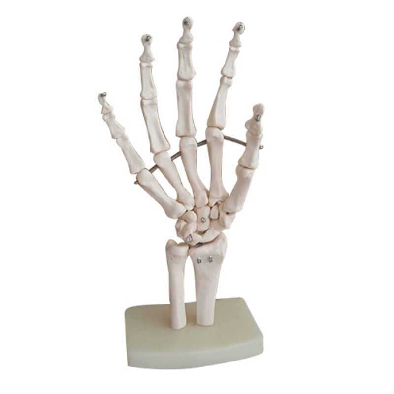 human hand joint model hand bone ulna radius model for doctor training and teaching