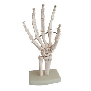 human hand joint model hand bone ulna radius model for doctor training and teaching