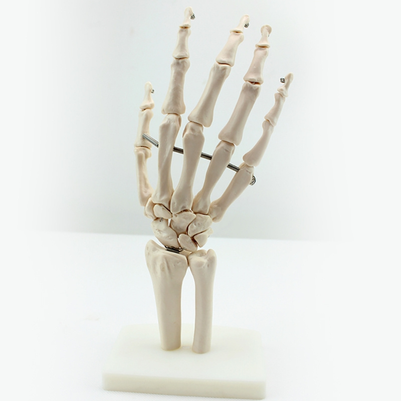 human hand joint model hand bone ulna radius model for doctor training and teaching