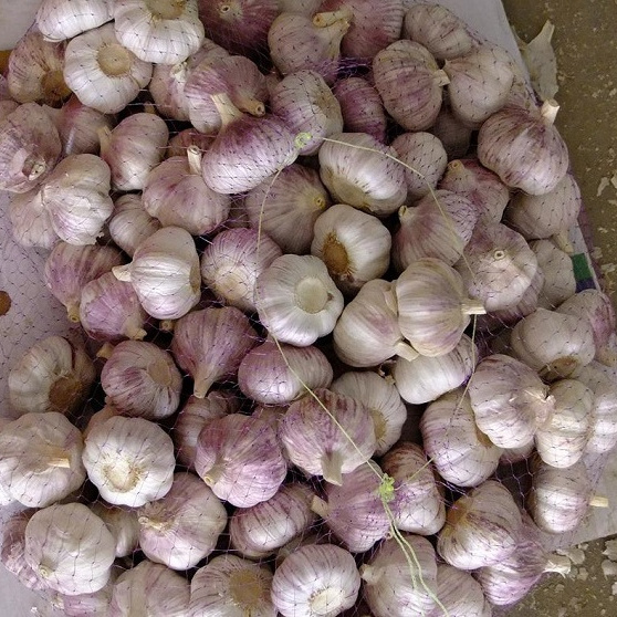 fresh garlic / Alho / Ajo /Ail of crop 2023 with factory price and wholesale price in China