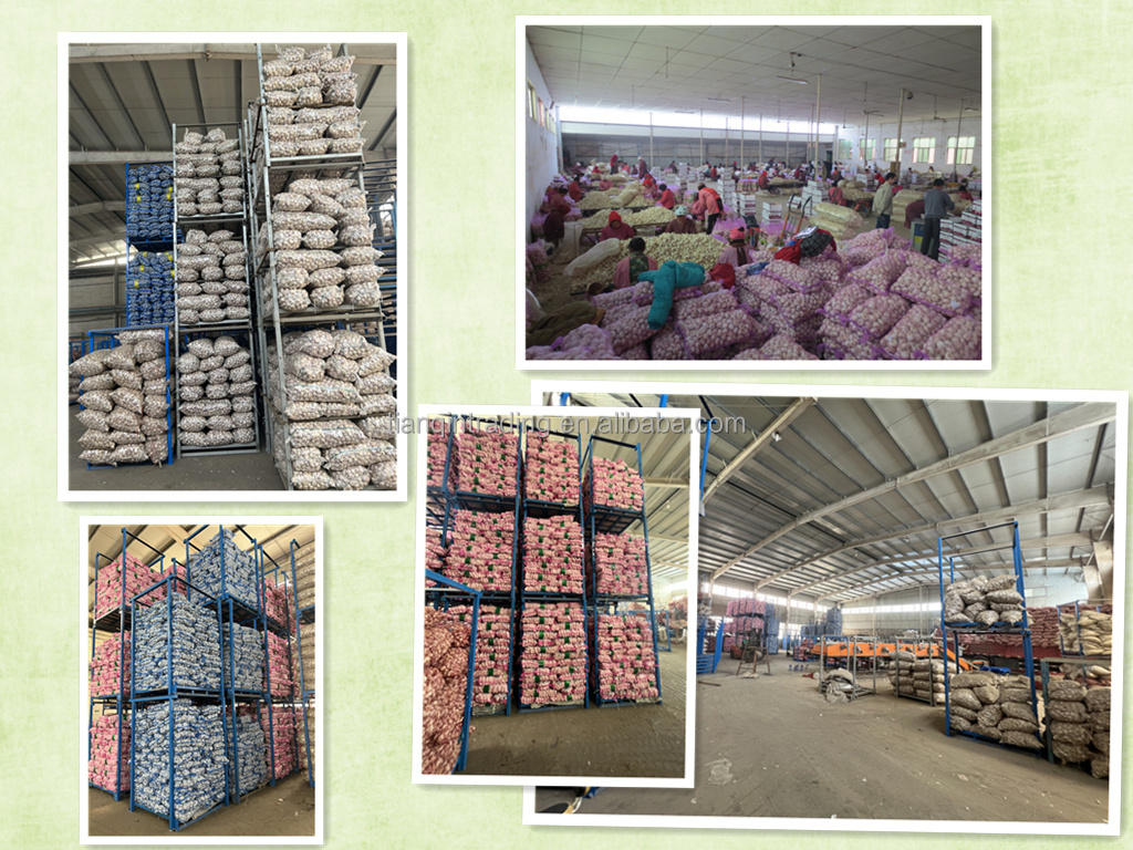 2023 Chinese Garlic Alho Ajo Ail at factory price