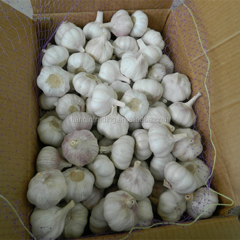 AJO/ALI/ALHO/chinese normal white garlic price China Garlic