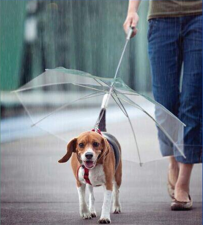 2021 New Design High Quality Folding Manual  transparent Pet Umbrella For  small Dog  Outdoor