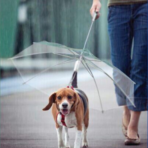 2021 New Design High Quality Folding Manual  transparent Pet Umbrella For  small Dog  Outdoor