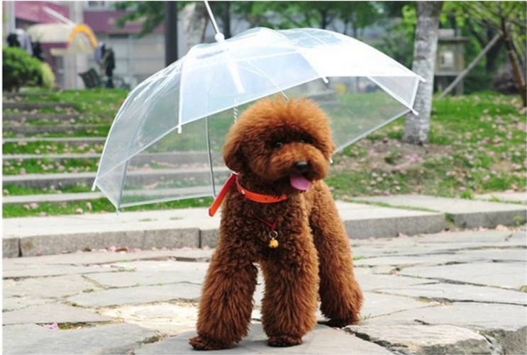 2021 New Design High Quality Folding Manual  transparent Pet Umbrella For  small Dog  Outdoor