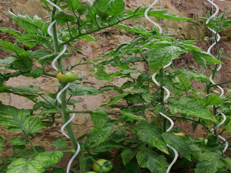 Electro Galvanized Tomato Spiral Stakes/Plant Support Wire