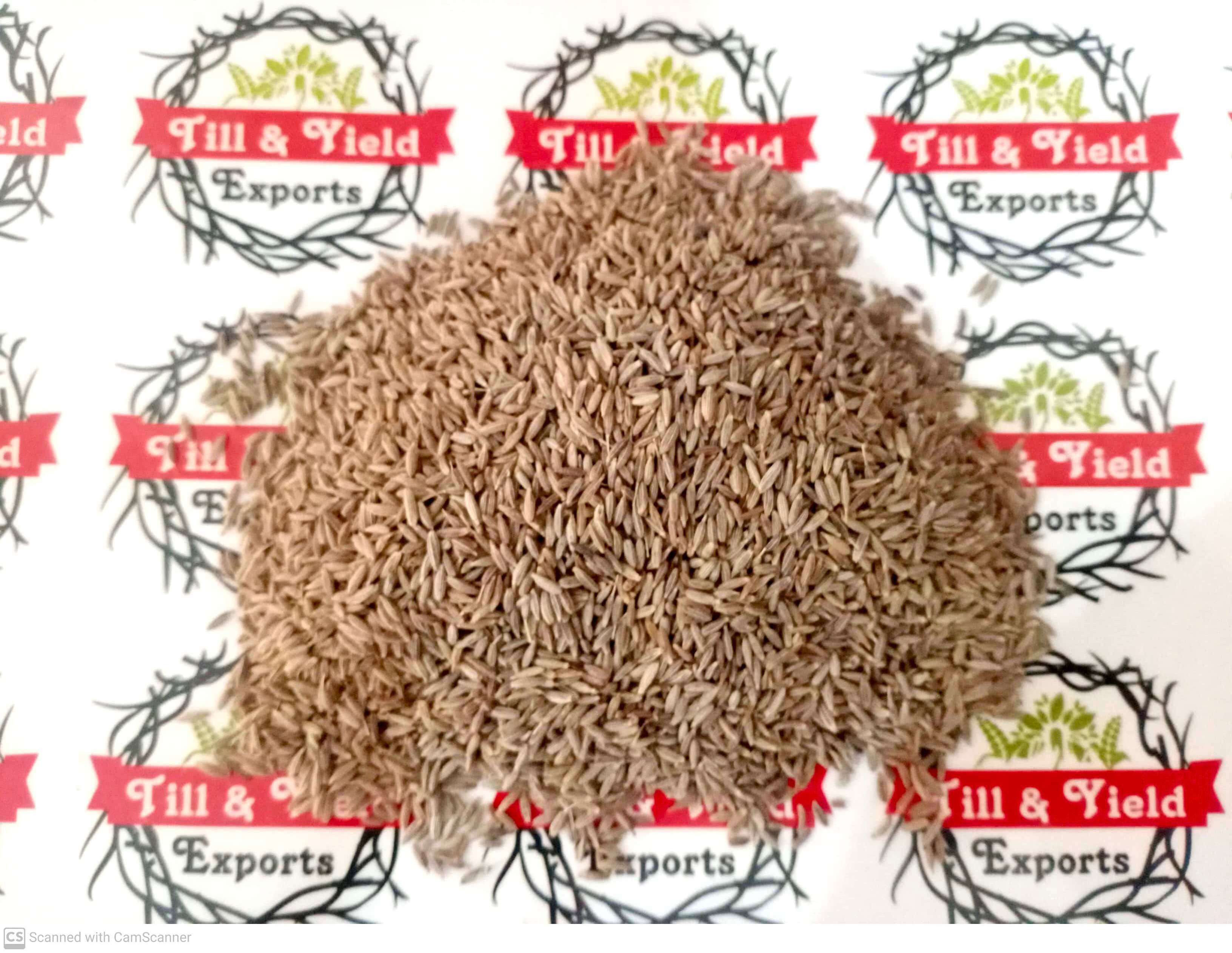 Cumin Seed - Cuminum Cyminum - Jeera (Indian Spices)