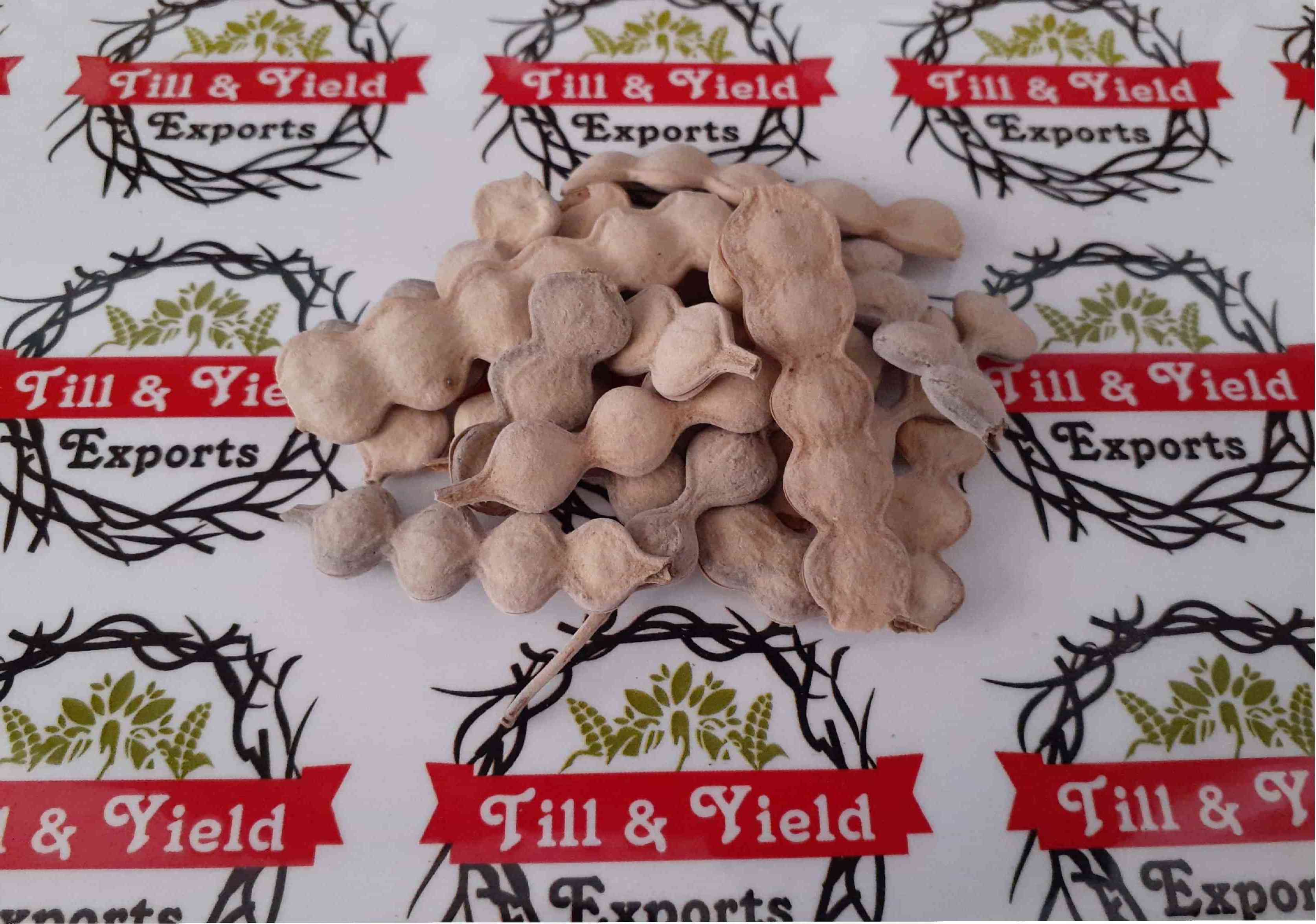 Babool Seeds  Vachellia Nilotica Seeds For Sowing  Helps In The Management Of Diarrhea By Decreasing Intestinal