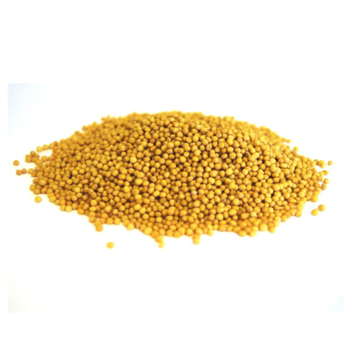 Yellow Mustard - Sinapis Alba Seeds - Indian Sarso Seed