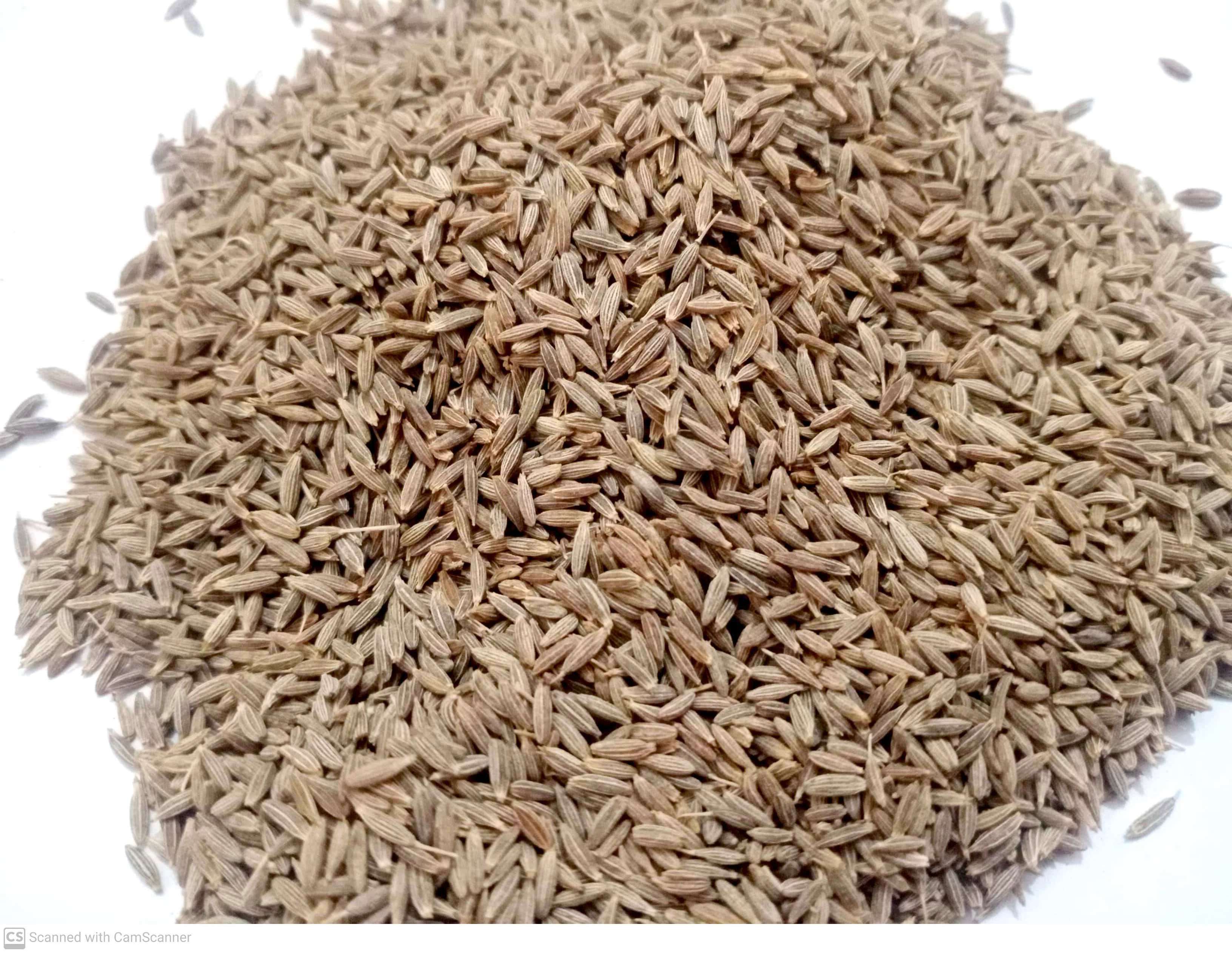 Cumin Seed - Cuminum Cyminum - Jeera (Indian Spices)