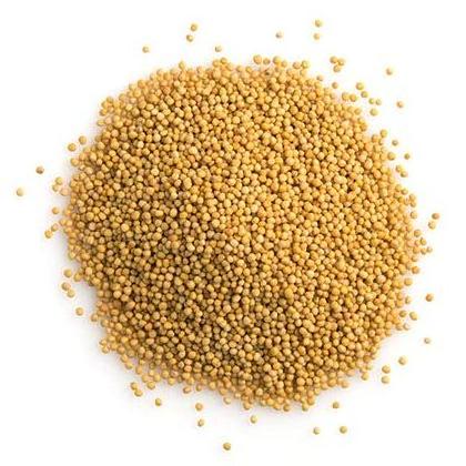 Yellow Mustard - Sinapis Alba Seeds - Indian Sarso Seed