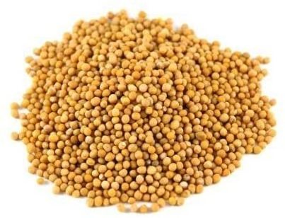 Yellow Mustard - Sinapis Alba Seeds - Indian Sarso Seed