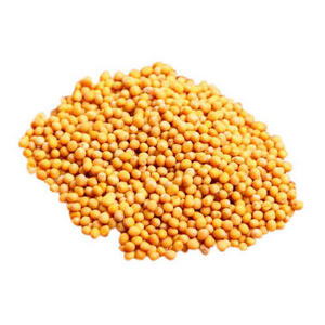 Yellow Mustard - Sinapis Alba Seeds - Indian Sarso Seed