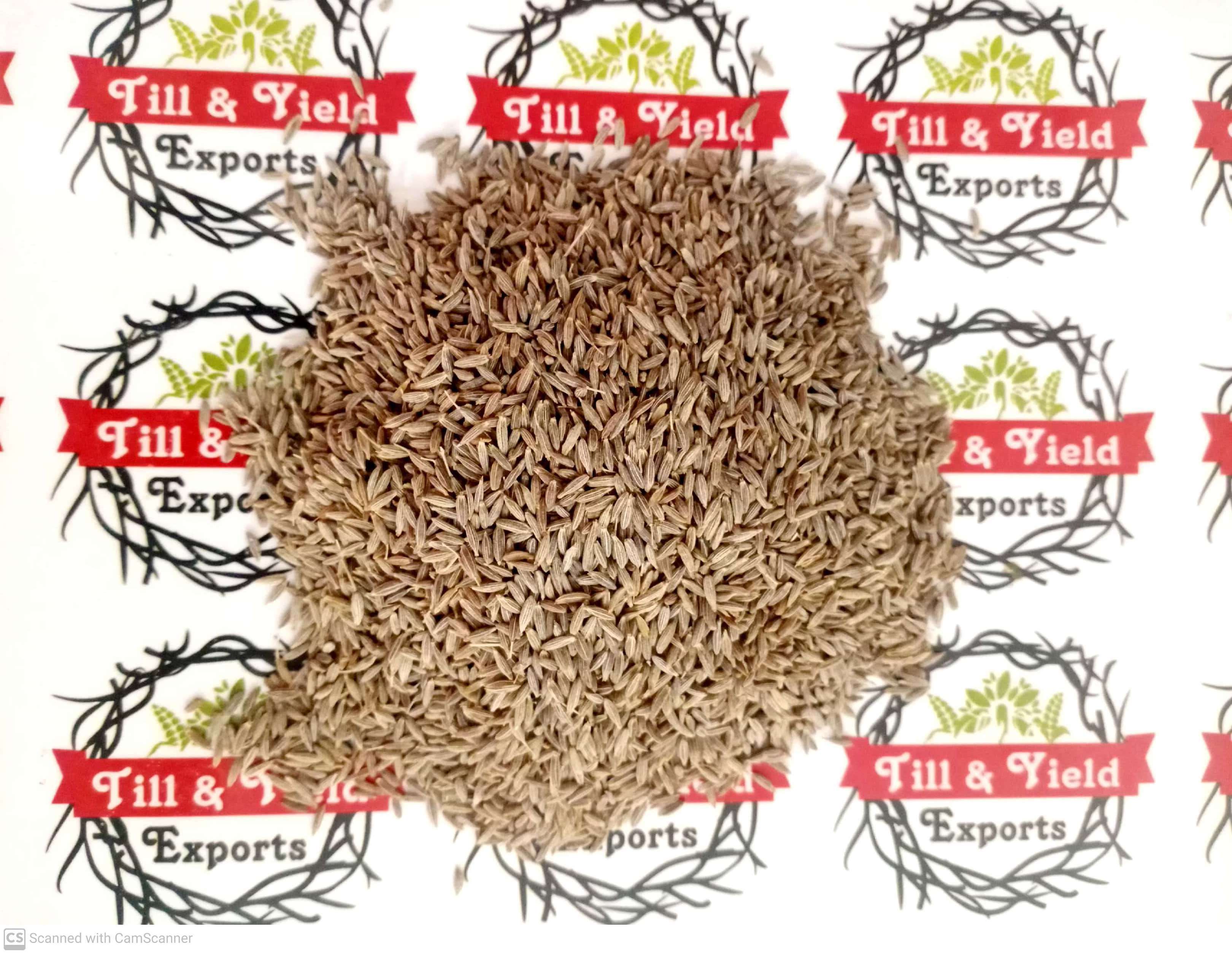 Cumin Seed - Cuminum Cyminum - Jeera (Indian Spices)