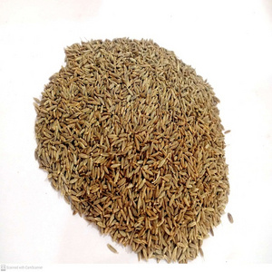 Cumin Seed - Cuminum Cyminum - Jeera (Indian Spices)