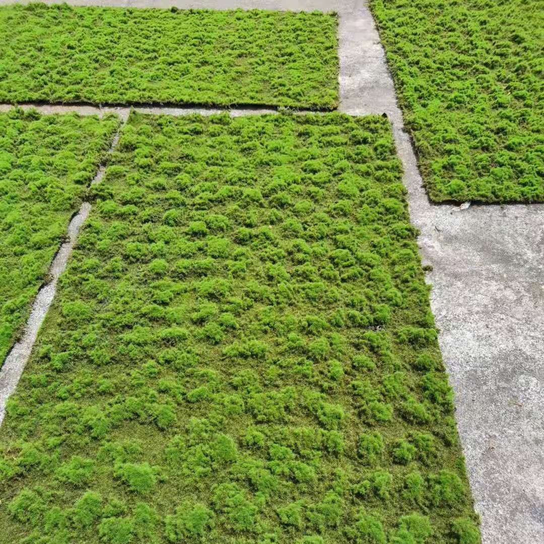 High Quality Artificial Moss Wall Panel Art Fake Moss Wall For Outdoor Decoration