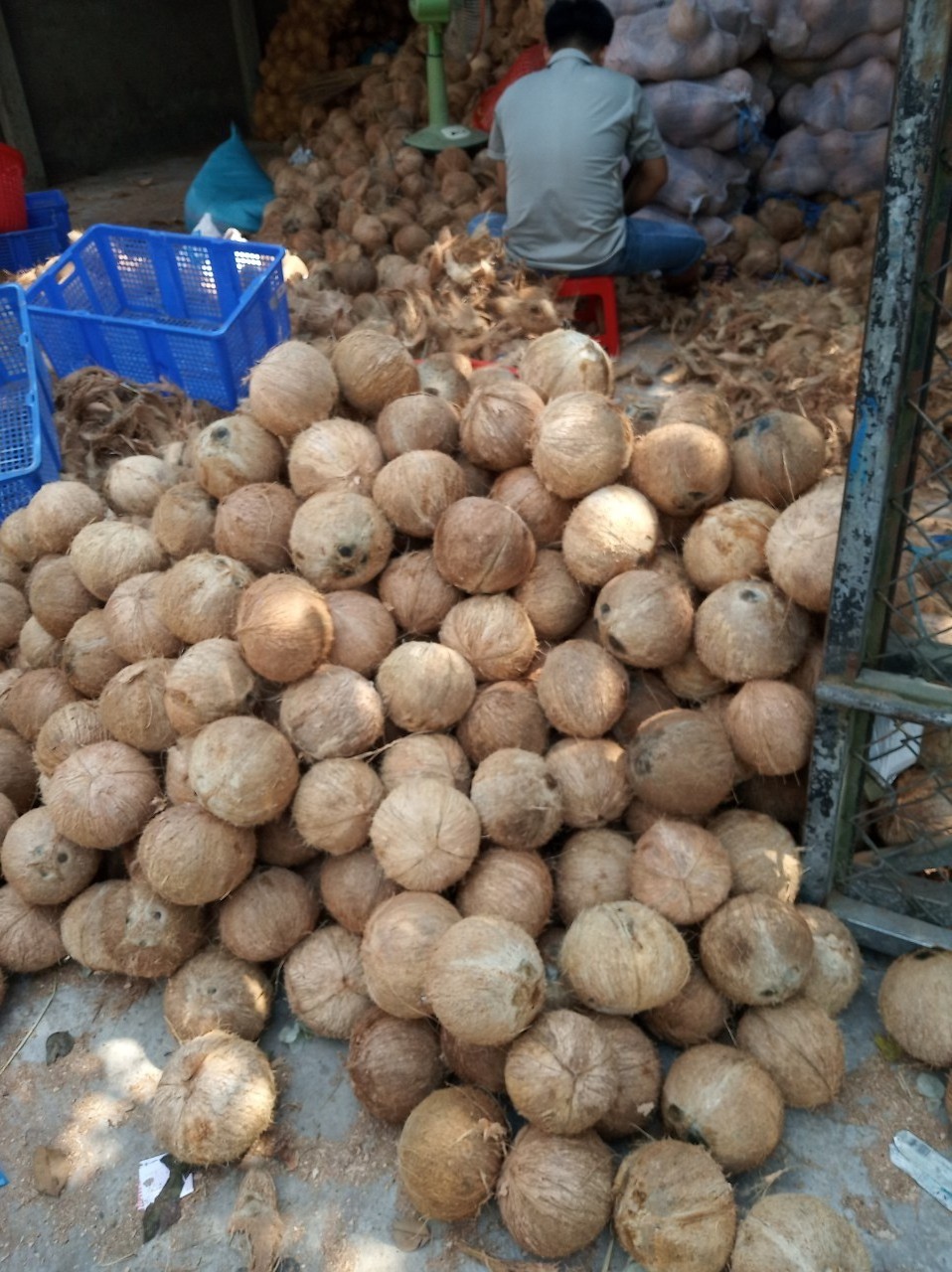 Exporter Tropical Fruit/ Dehusked Dry Coconut/ Coconut Brown Peeled From Vietnam  (Whatsapp +84 366 808 683)