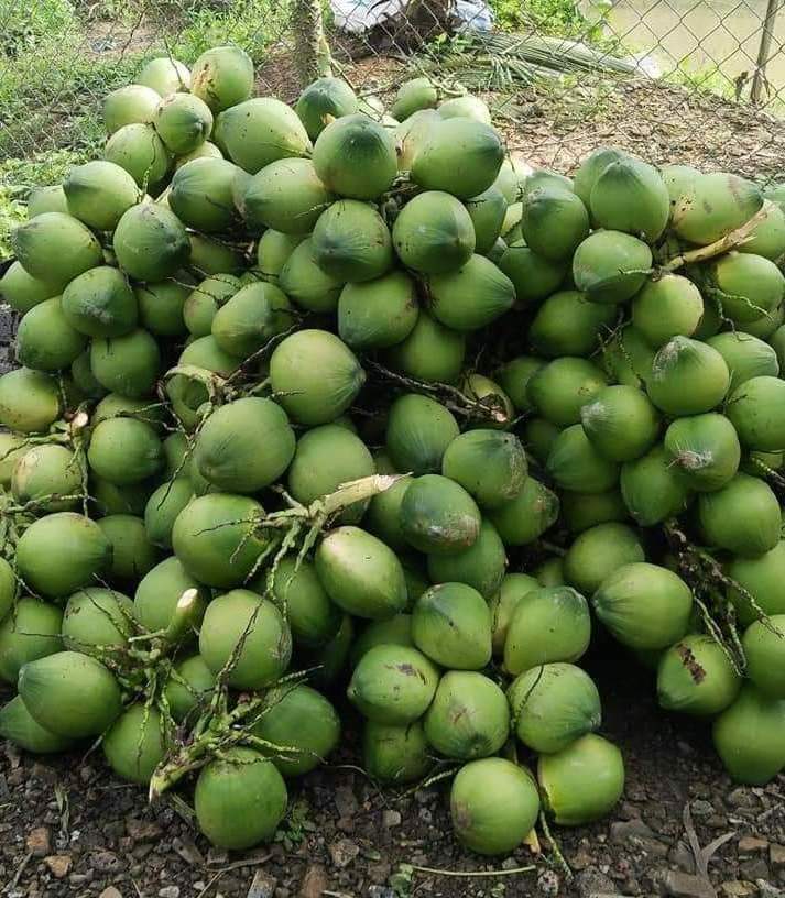 Special Quality Green Husked Coconut from Ben Tre, Vietnam by Tinimex Co,.LTD (WhatsApp: +84 366 808 683)