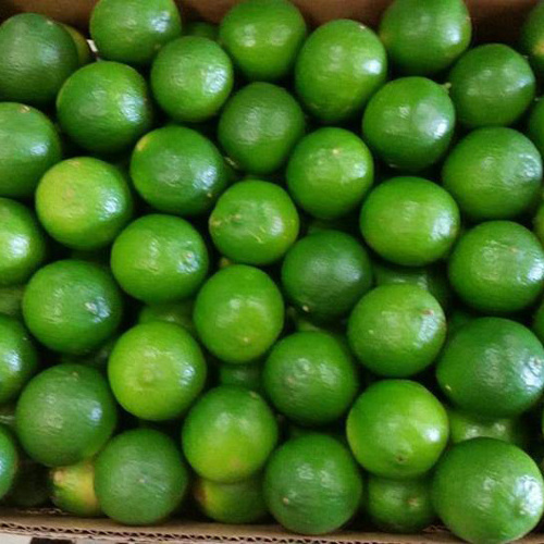 Best Exporter of Fresh Green Lemon from Vietnam by Tinimex Co,.LTD (WhatsApp: +84 336 808 683)