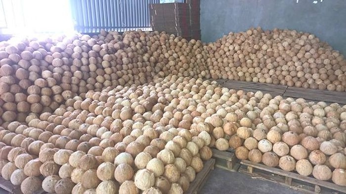 Exporter Tropical Fruit/ Dehusked Dry Coconut/ Coconut Brown Peeled From Vietnam  (Whatsapp +84 366 808 683)