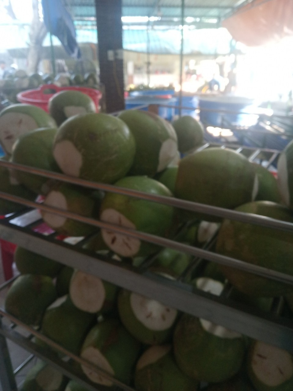 100% Fresh Organic Green Husked Coconut for Drinking by Tinimex Co,.LTD (WhatsApp: +84 366 808 683)