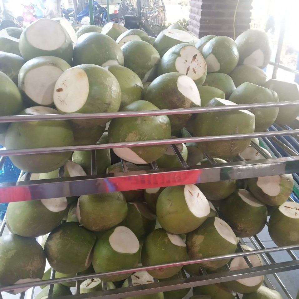 Special Quality Green Husked Coconut from Ben Tre, Vietnam by Tinimex Co,.LTD (WhatsApp: +84 366 808 683)