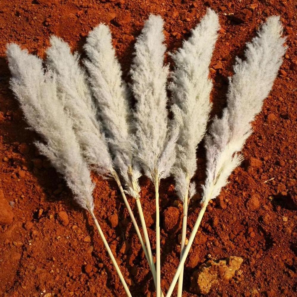 IFG factory wholesale cheapest natural artificial pampas grass