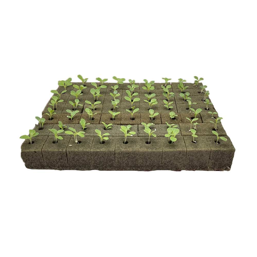 Echinacea Seed Planting Plant Starter Cubes Starting Seeds in Hydroponic Equipment