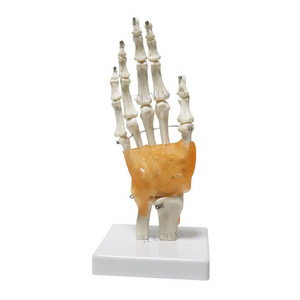 LHN065 Natural Large Hand Model Teaching Skeleton Model Life Size Human Hand Joint With Ligaments