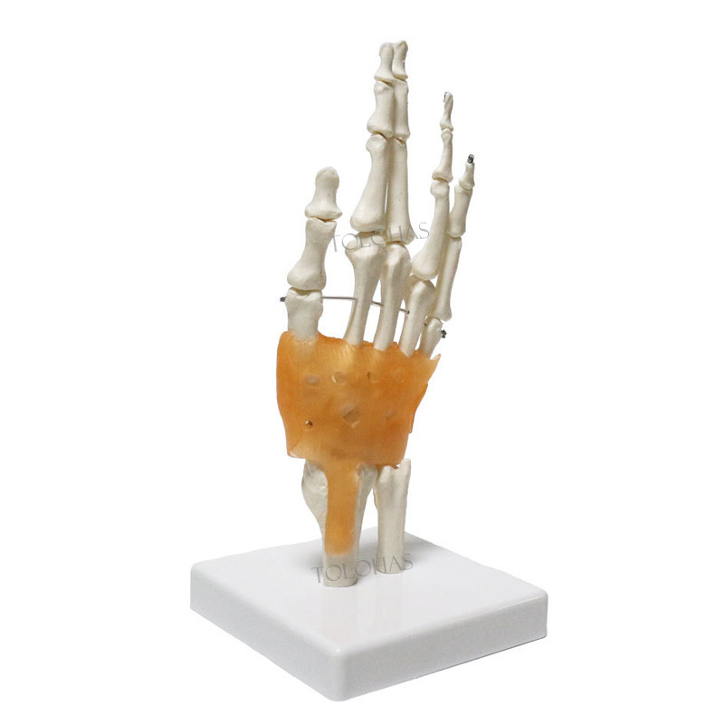 LHN065 Natural Large Hand Model Teaching Skeleton Model Life Size Human Hand Joint With Ligaments