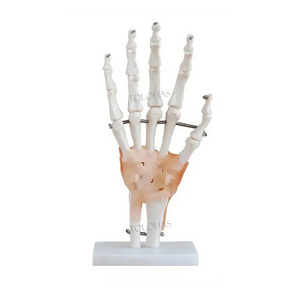 LHN065 Factory Price 3D PVC Ligaments Hand Joint Skeleton Model For medical science teaching usage