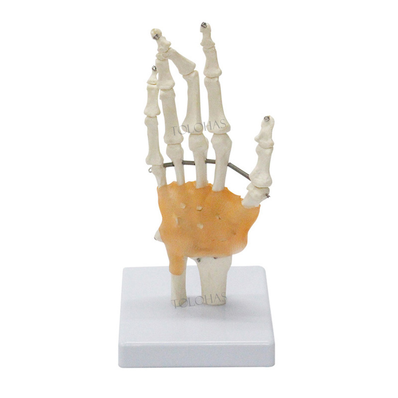 LHN065 Natural Large Hand Model Teaching Skeleton Model Life Size Human Hand Joint With Ligaments