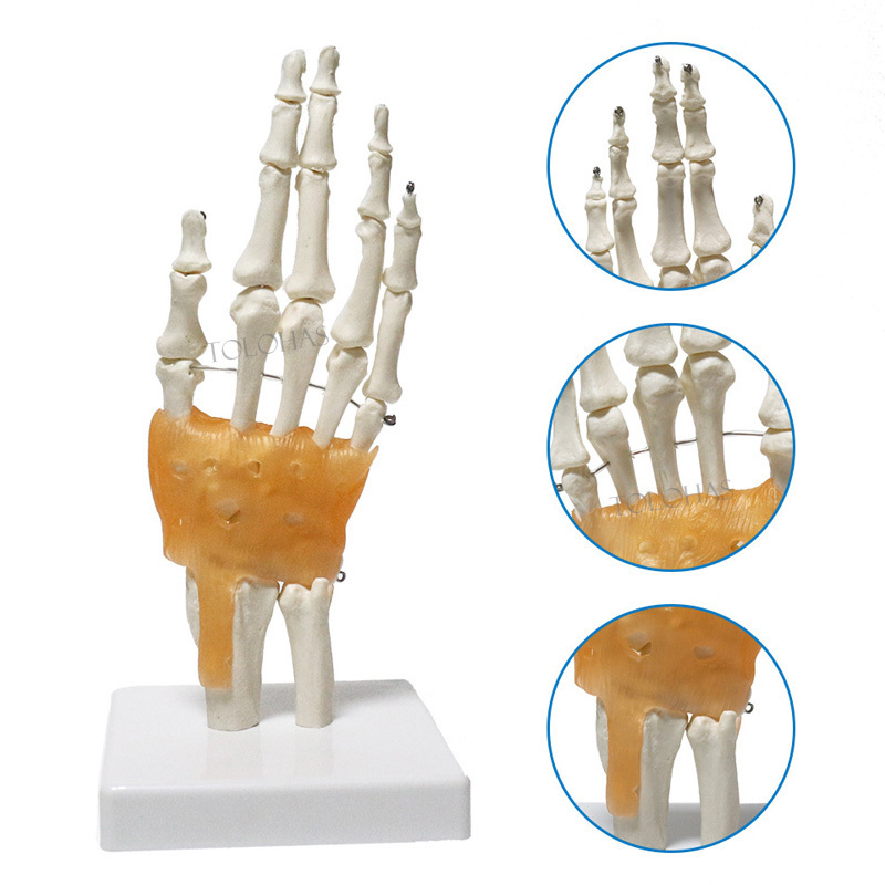 LHN065 Factory Price 3D PVC Ligaments Hand Joint Skeleton Model For medical science teaching usage