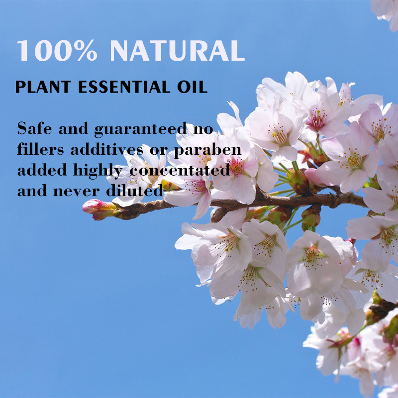 Private label water soluble aroma essential oil 100% pure oriental cherry oil sakura flower oil perfume fragrance