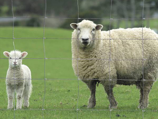 Heavily Galvanized Hinged Joint Sheep Wire Fencing 7-90-30 Length 200m Field Fence for Rural Farm Fencing