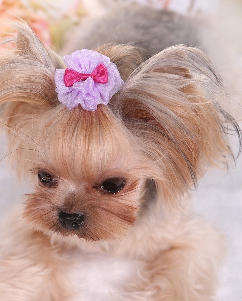 Pet Dog Cat Headdress Sweet Maltese Yorkshire Hairpin Pet Clip Hair Accessories  Polyester Dog Bow