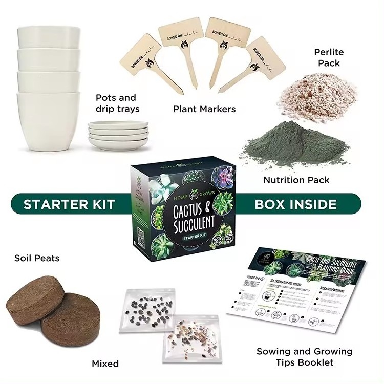 Mini cactus succulent starter Kit garden succulent plant kit for beginners - 4pcs succulents sets