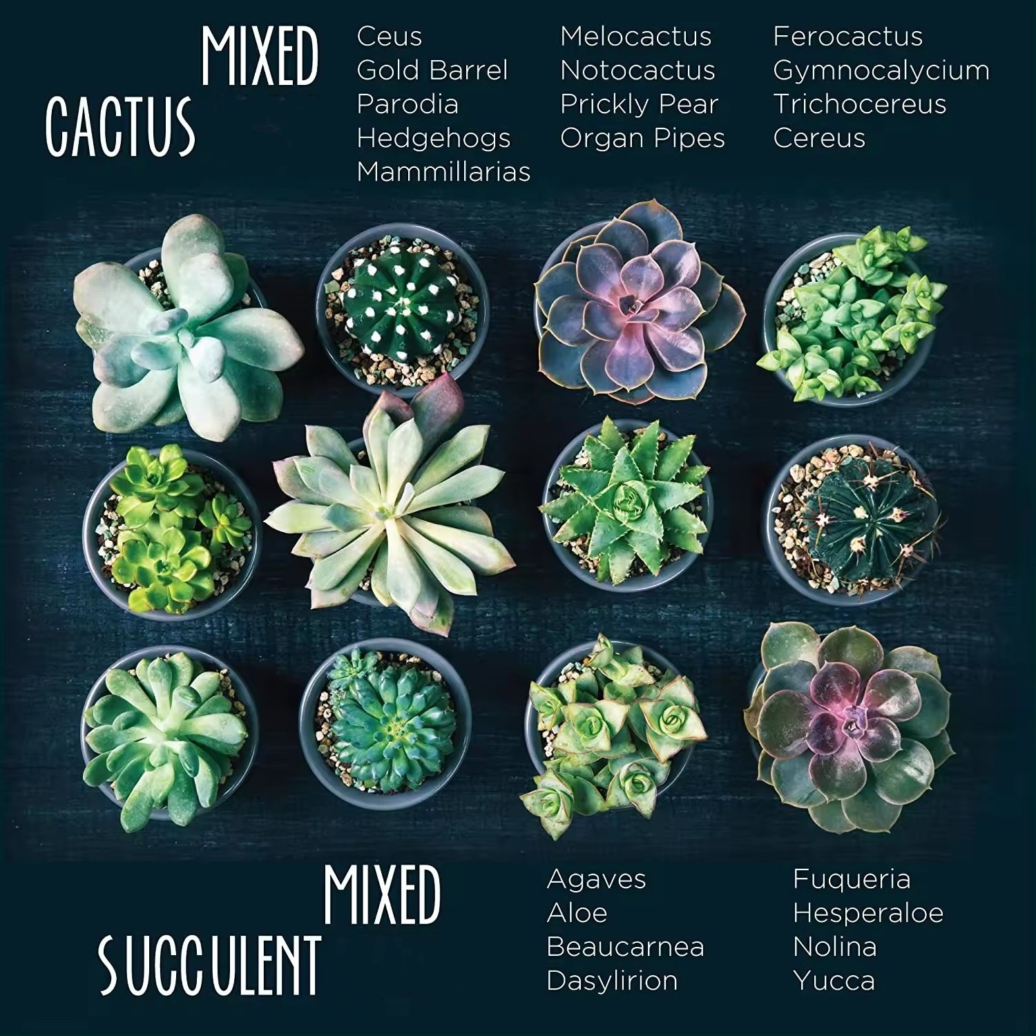 Mini cactus succulent starter Kit garden succulent plant kit for beginners - 4pcs succulents sets