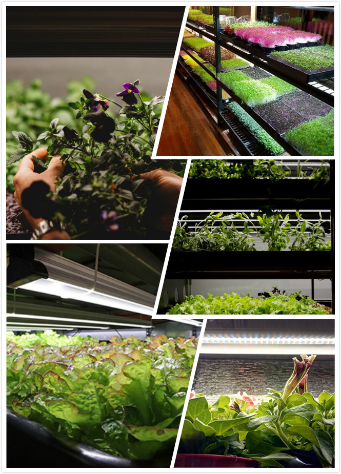 greenhouse lettuce indoor plants tower vertical farming hydroponic system kits full spectrum panel strip bulb led grow light bar