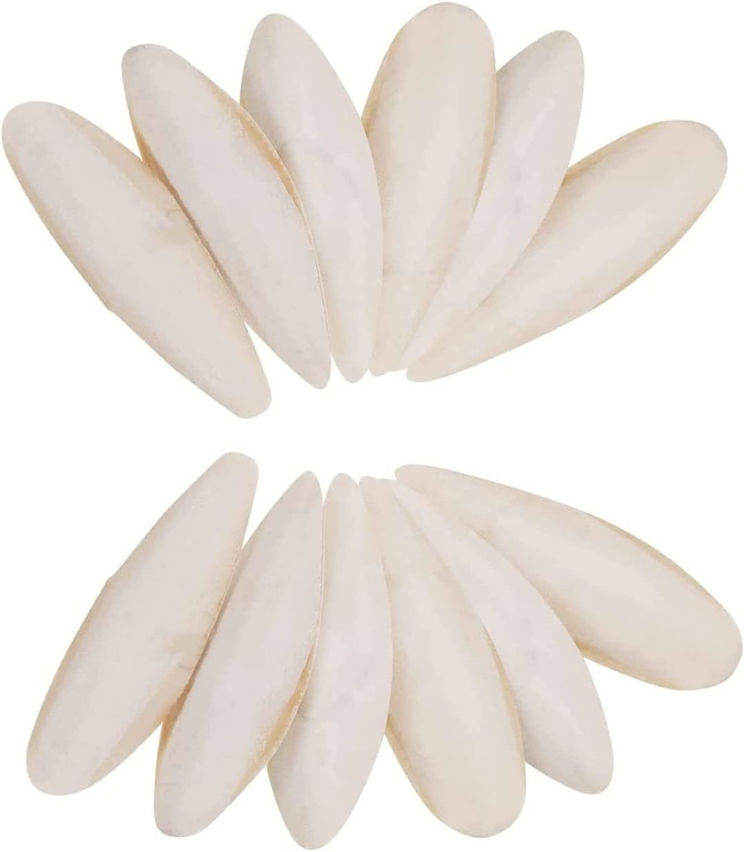 BEST PRICE! Dried Natural Cuttle Fish Bone SQUID BONE WHITE CUTTLEFISH BONE from Vietnam Bird Nutrition Food