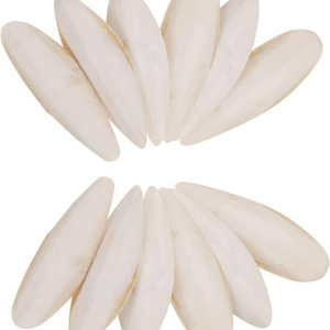 BEST PRICE! Dried Natural Cuttle Fish Bone SQUID BONE WHITE CUTTLEFISH BONE from Vietnam Bird Nutrition Food