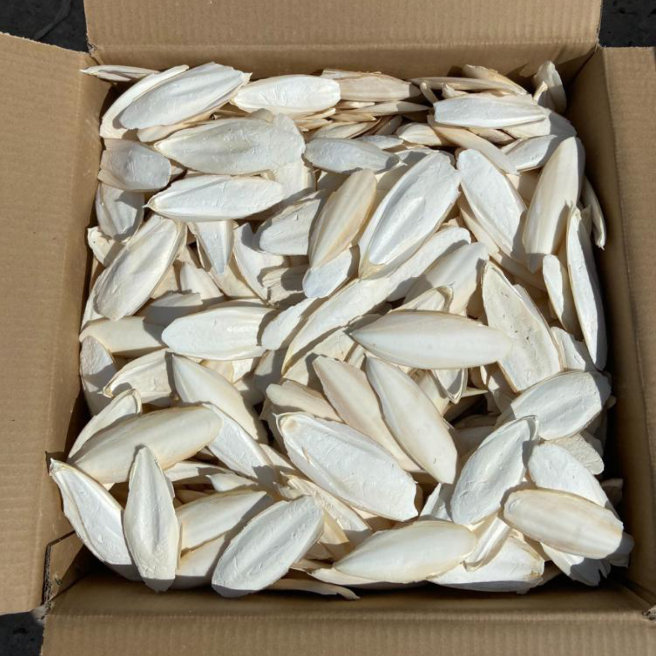 BEST PRICE! Dried Natural Cuttle Fish Bone SQUID BONE WHITE CUTTLEFISH BONE from Vietnam Bird Nutrition Food