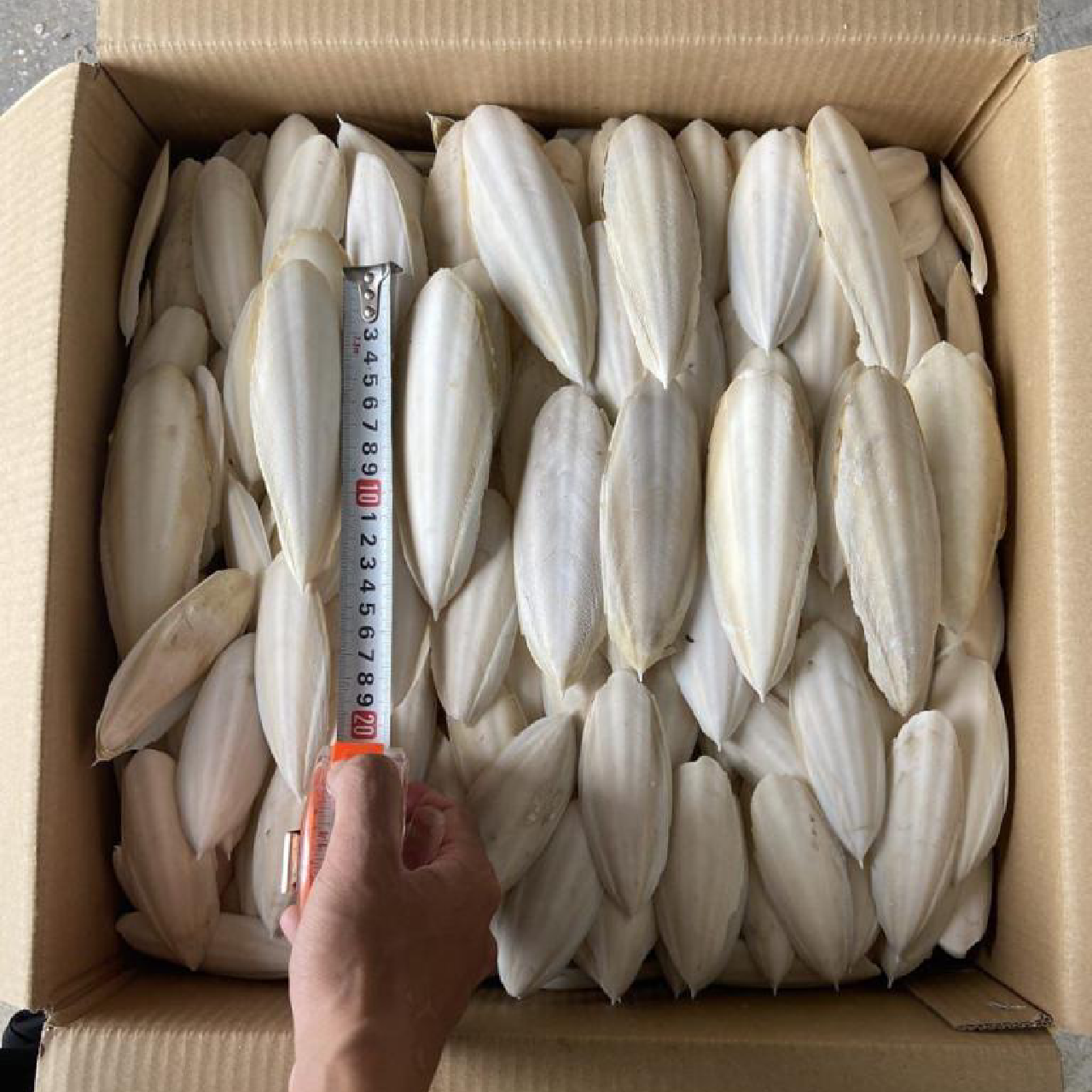 BEST PRICE! Dried Natural Cuttle Fish Bone SQUID BONE WHITE CUTTLEFISH BONE from Vietnam Bird Nutrition Food