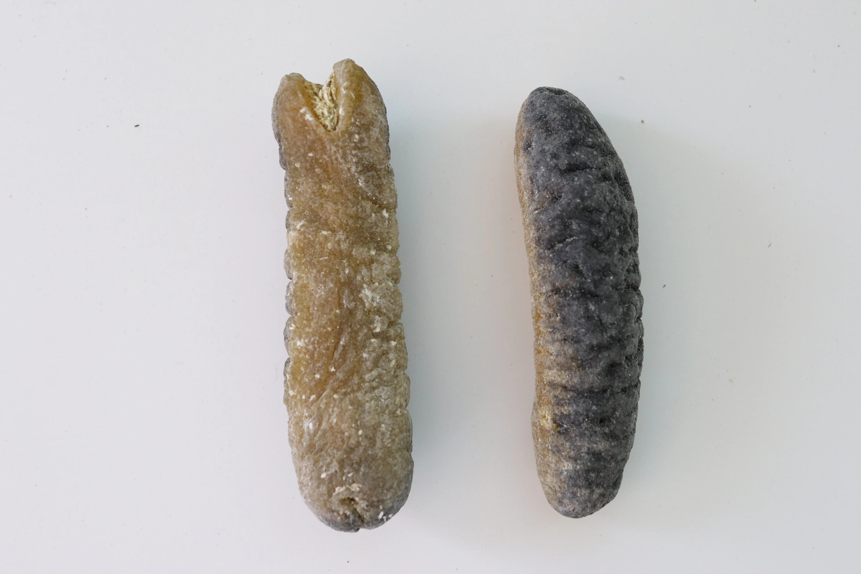 High Quality Dried and Frozen Bald Sea Cucumber, Natural Wholesaler Sea Cucumber best market prices