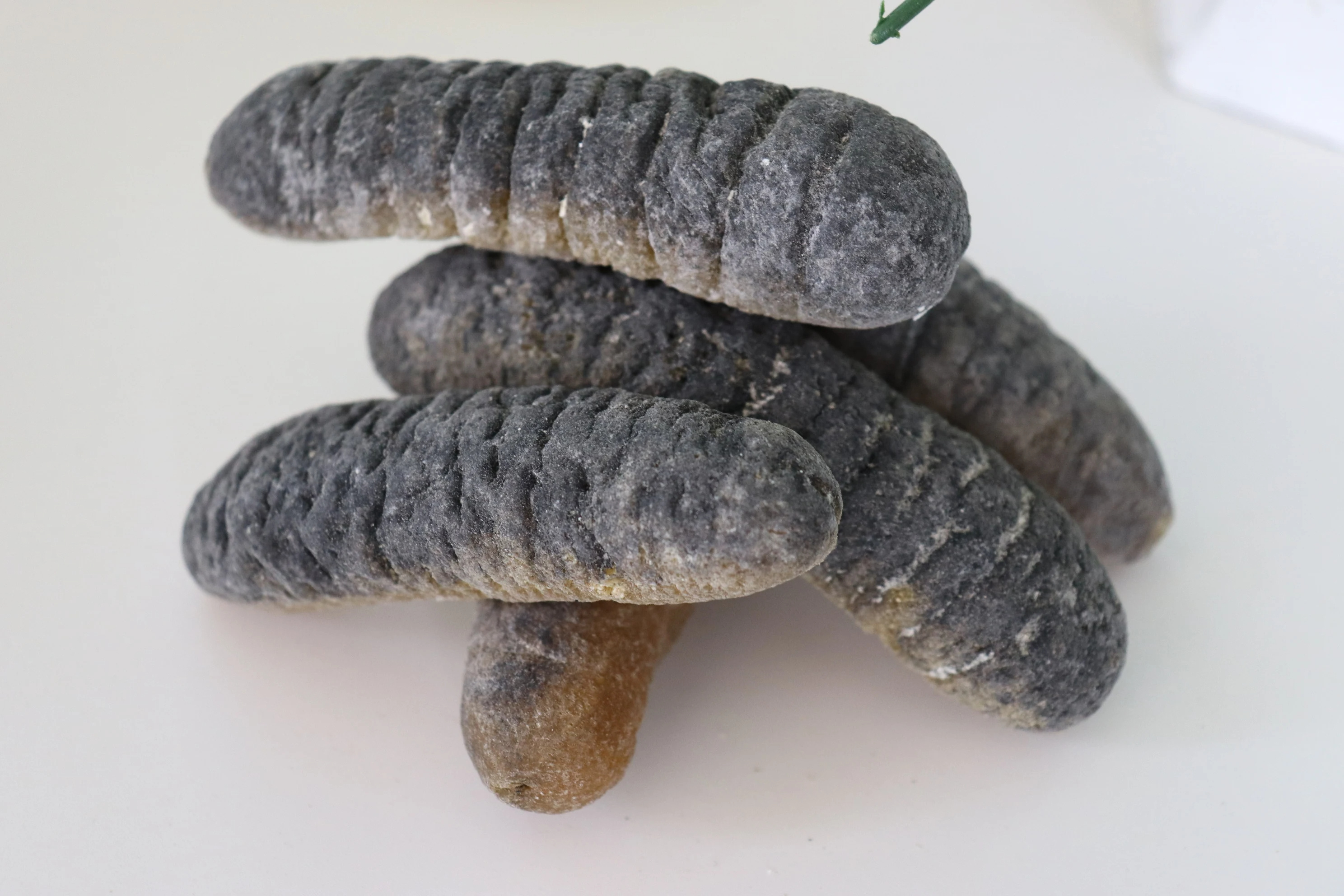 High Quality Dried and Frozen Bald Sea Cucumber, Natural Wholesaler Sea Cucumber best market prices