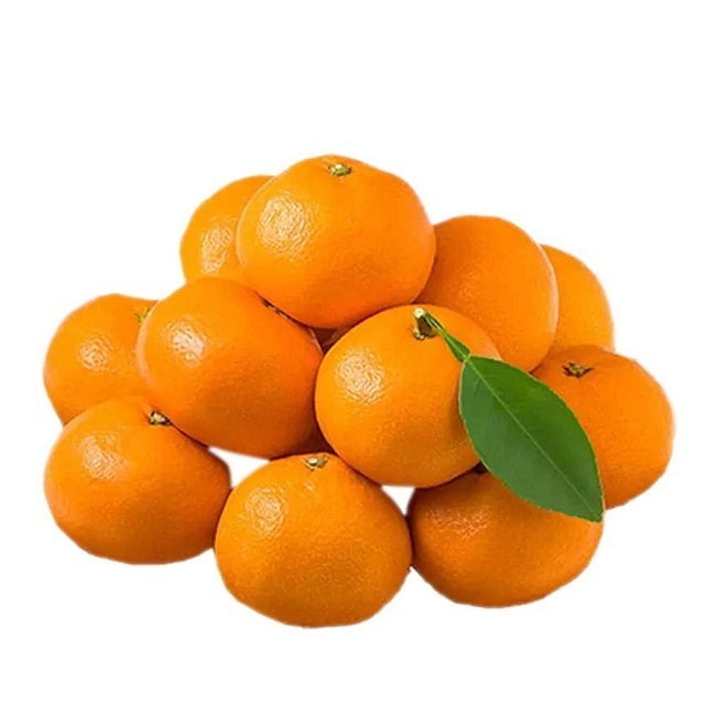 HIGH QUALITY WHOLESALE FRESH VALENCIA ORANGE FRESH SWEET ORANGE EXPORT