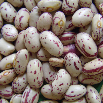 White Kidney Bean Extract Supply White Kidney Bean Extract 2% Phaseolin pure white kidney bean plant extract