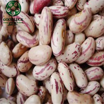 White Kidney Bean Extract Supply White Kidney Bean Extract 2% Phaseolin pure white kidney bean plant extract