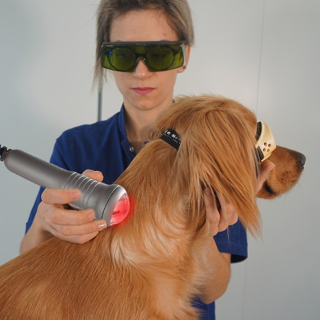 Best sale Veterinary Surgery & therapy 808nm and 650nm Veterinary laser-Diode Therapy laser pain relief 808 diode laser